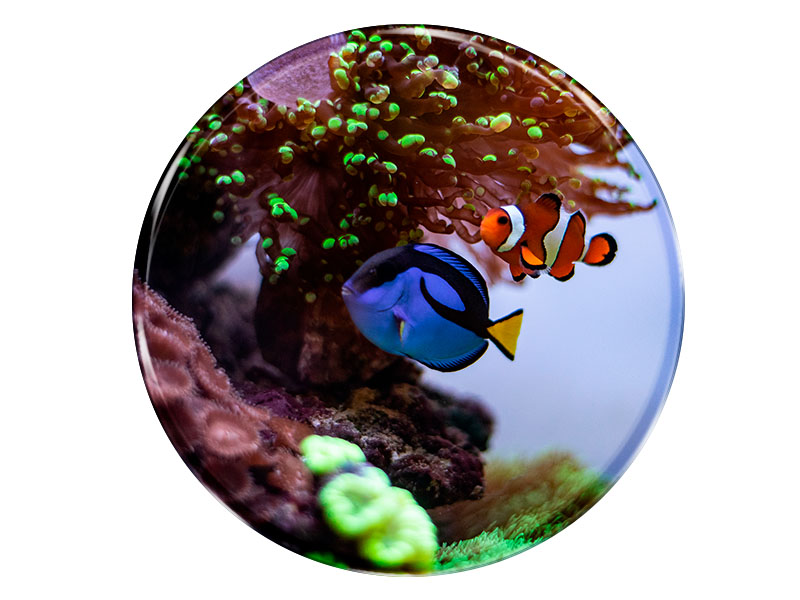 19046 Foto Magnet rund Aquarium