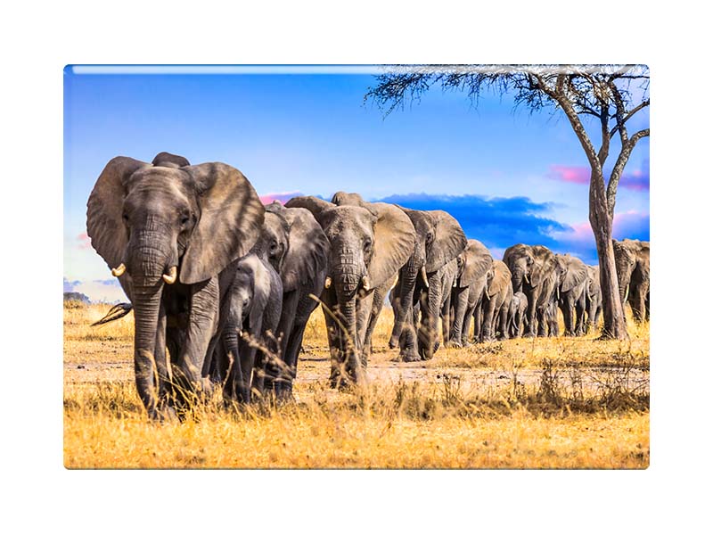 16837 Foto Magnet Elefanten