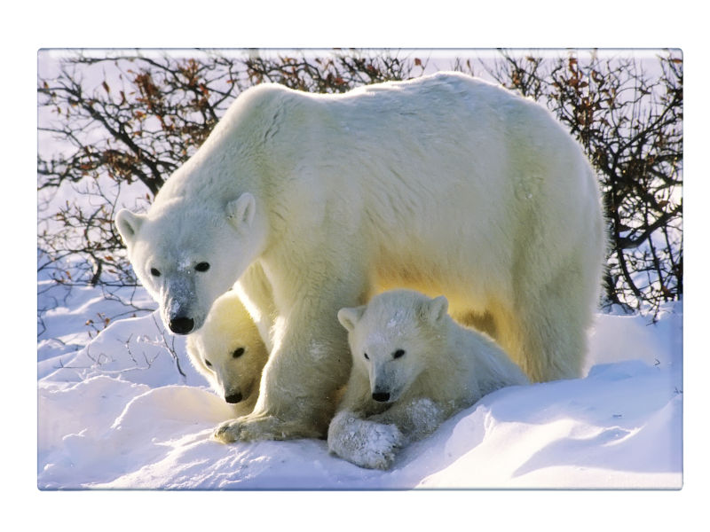 16659 Foto Magnet Eisbär