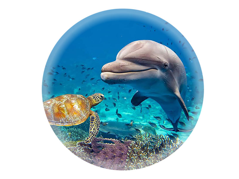 16848 Foto Magnet rund Delfin und Schildkröte