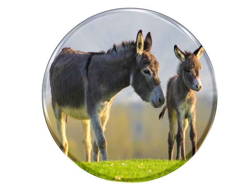 16990 Foto Magnet rund Esel