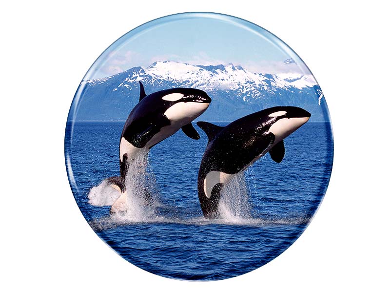 Foto Magnet rund Orcas