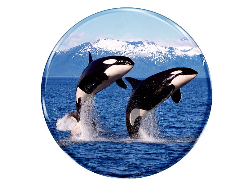19056 Foto Magnet rund Orcas