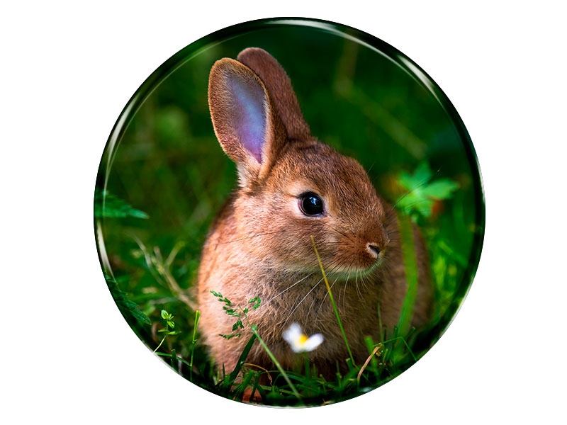 19026 Foto Magnet rund Hase