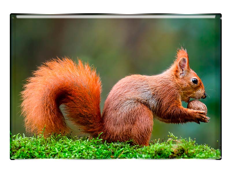 19097 Foto Magnet rechteckig Eichhörnchen