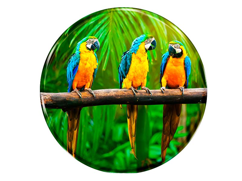 19086 Foto Magnet rund Aras