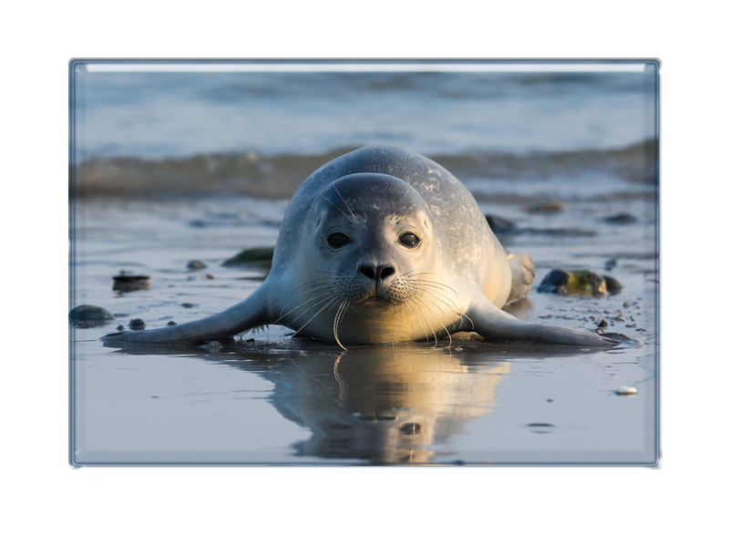 16974 Foto Magnet Robbe