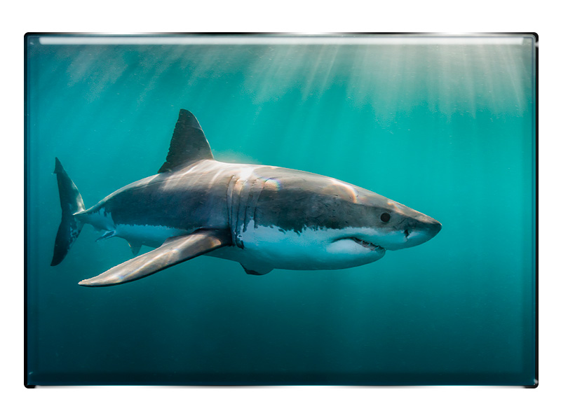 19112 Foto Magnet rechteckig Hai