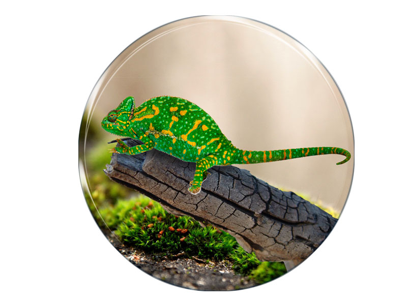 16892 Foto Magnet rund Chamäleon