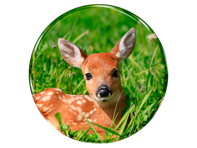 19021 Foto Magnet rund Rehkitz