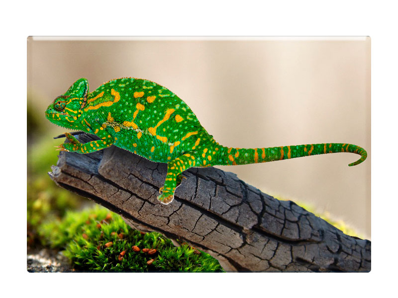16900 Foto Magnet quadratisch Chamäleon