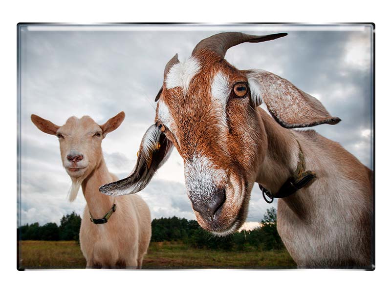 19077 Foto Magnet rechteckig Ziegen