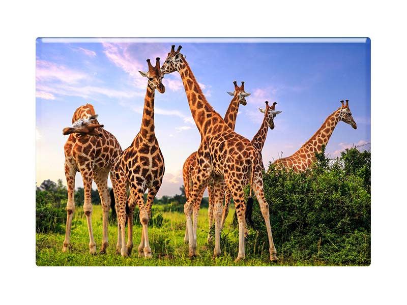 16839 Foto Magnet Giraffen