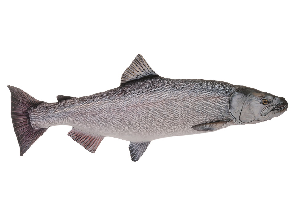 30438 Stoff Königslachs