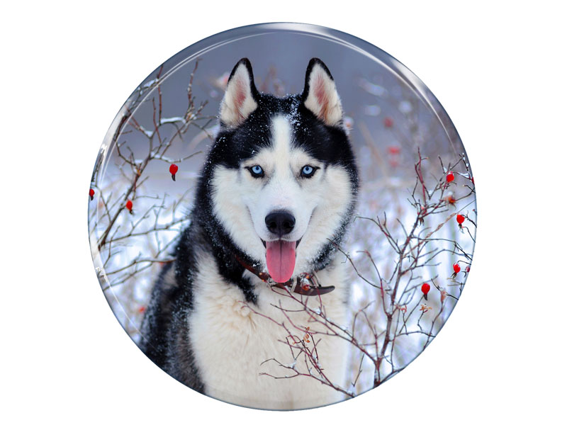 16676 Foto Magnet Husky rund