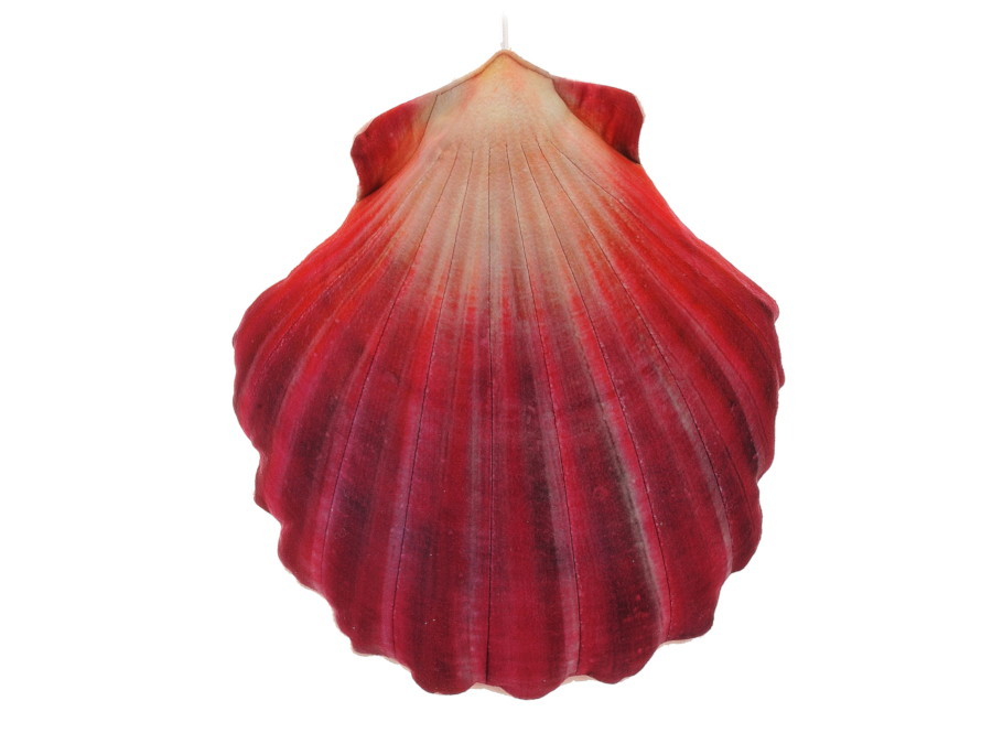 30427 Stoff Jakobsmuschel