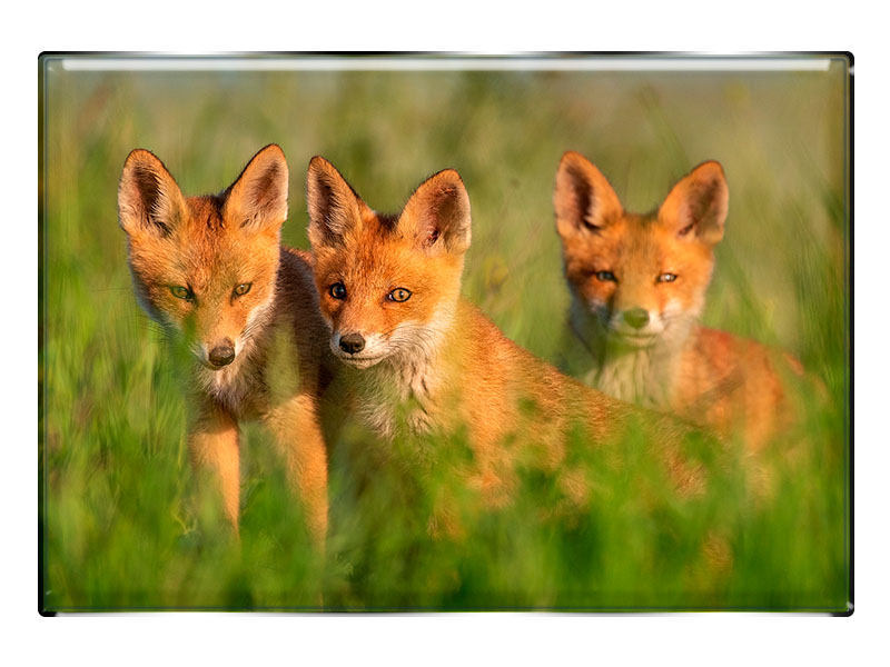 19102 Foto Magnet rechteckig Füchse