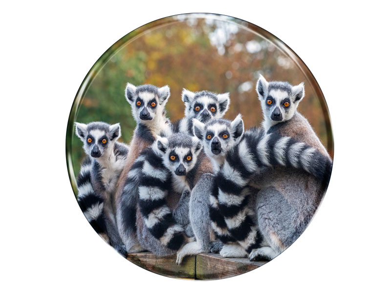 Foto Magnet rund Lemur