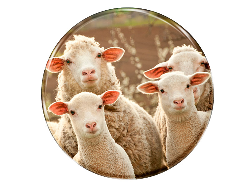 19071 Foto Magnet rund Schafe
