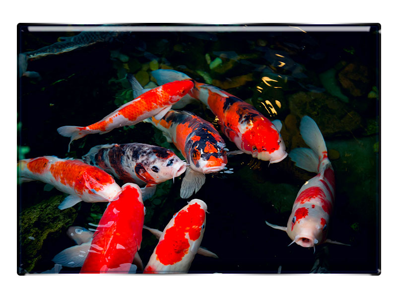 19042 Foto Magnet rechteckig Koi