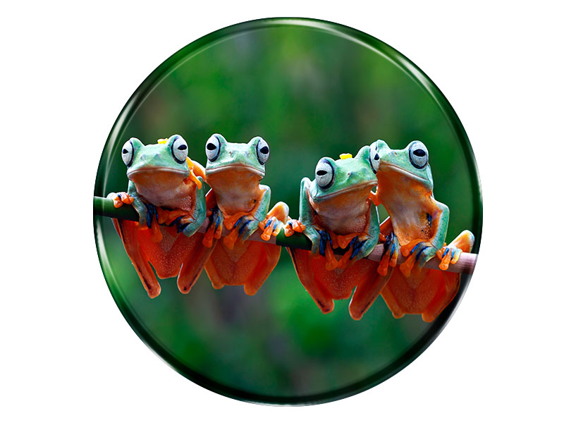 19081 Foto Magnet rund Frösche