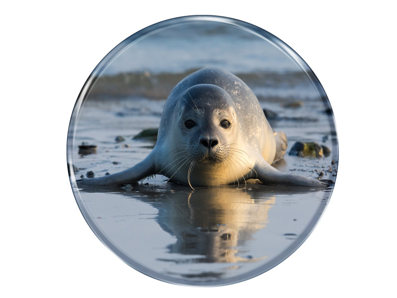 16982 Foto Magnet rund Robbe