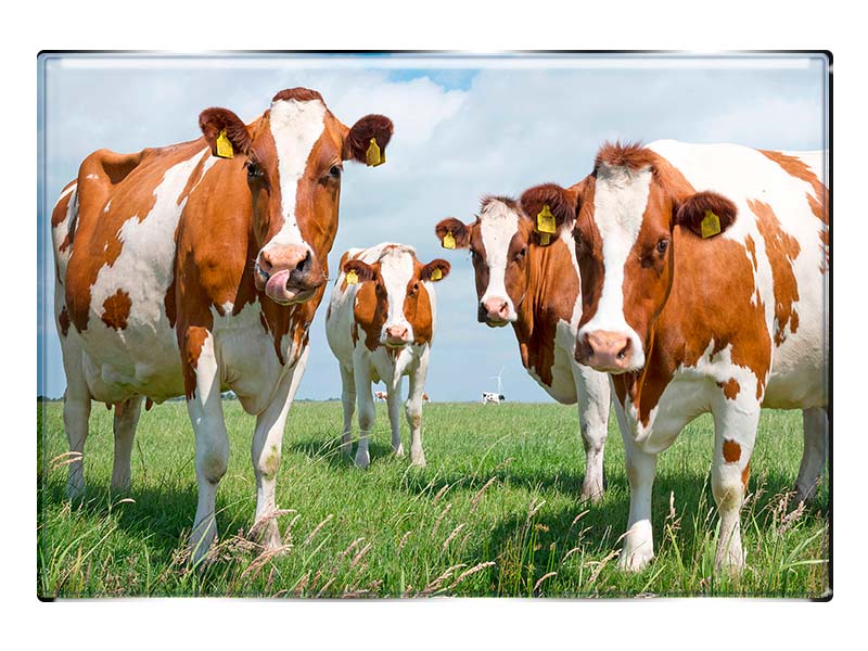19127 Foto Magnet rechteckig Kühe