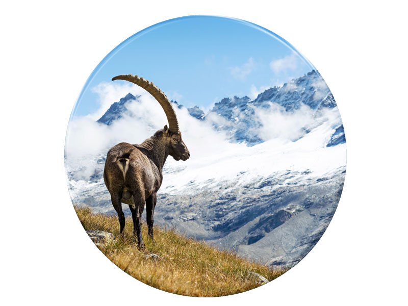 16672 Foto Magnet Steinbock rund