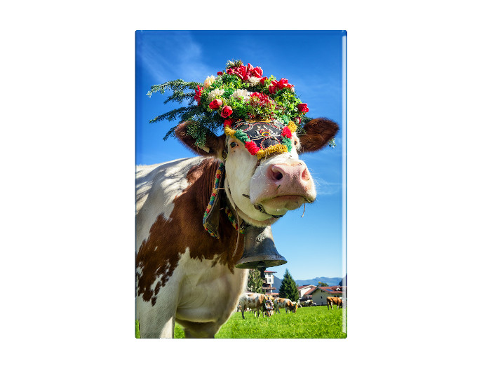 16651 Foto Magnet Kuh Almabtrieb
