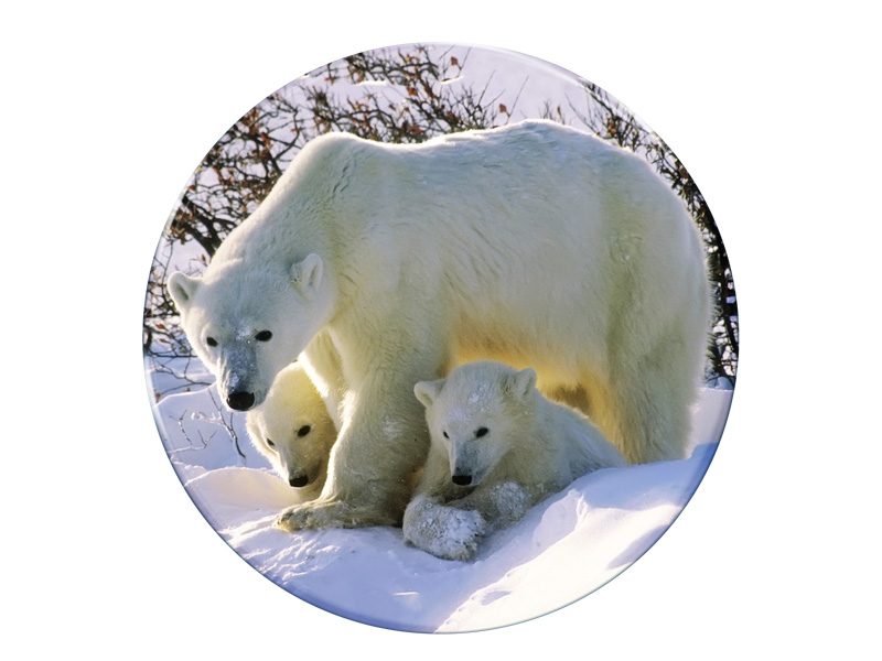 16679 Foto Magnet Eisbär rund