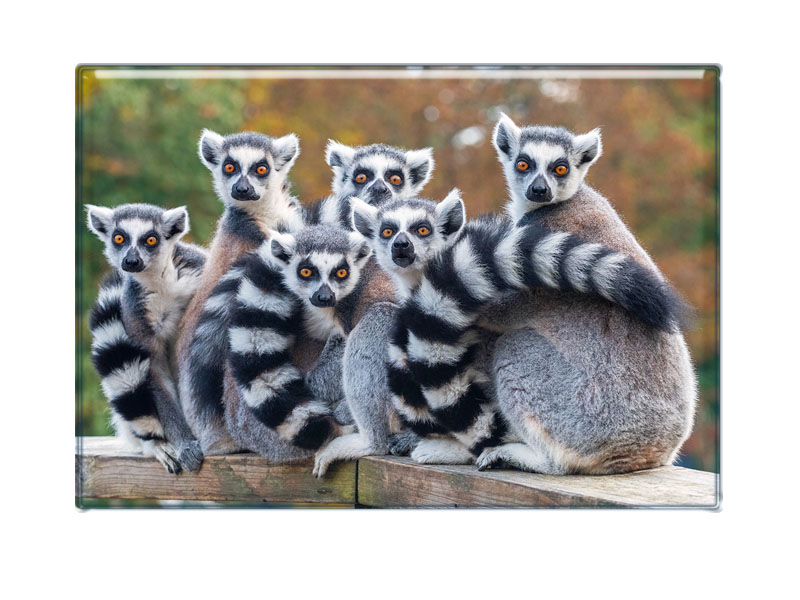 Foto Magnet Lemur