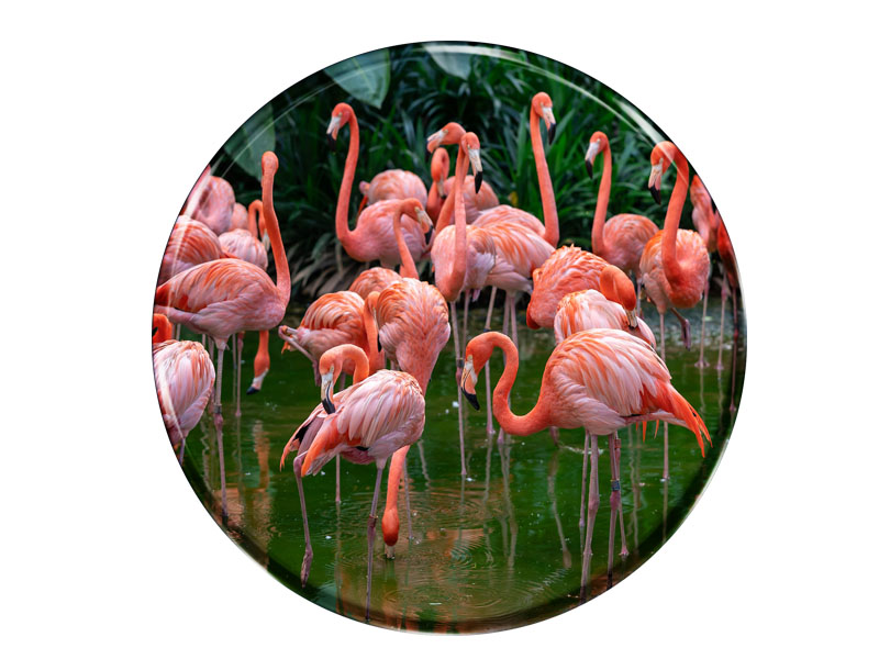 16980 Foto Magnet rund Flamingo