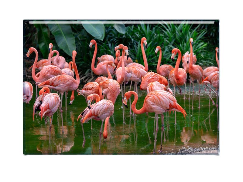 16972 Foto Magnet Flamingo
