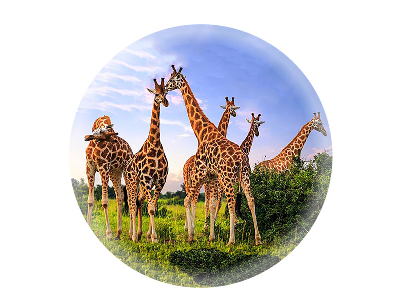 16845 Foto Magnet rund Giraffen