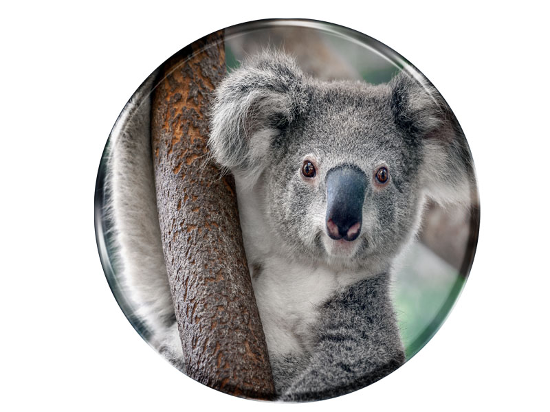Foto Magnet rund Koala
