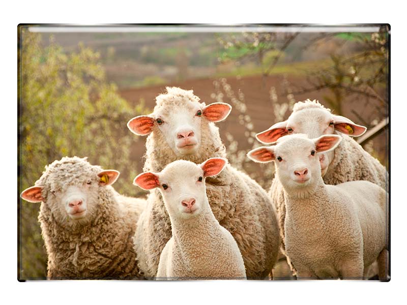 19072 Foto Magnet rechteckig Schafe
