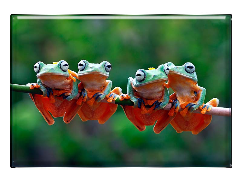 19082 Foto Magnet rechteckig Frösche