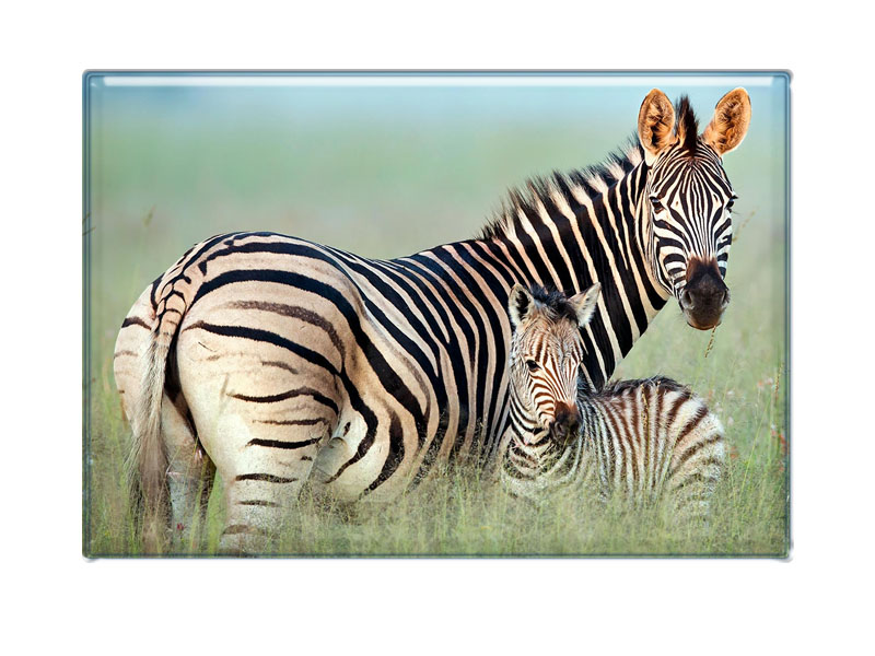 16973 Foto Magnet Zebra