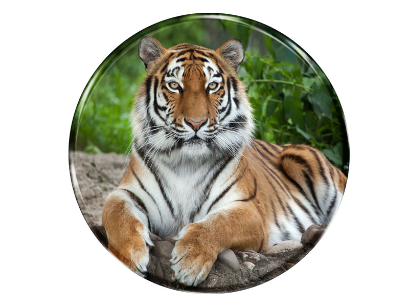 16988 Foto Magnet rund Tiger