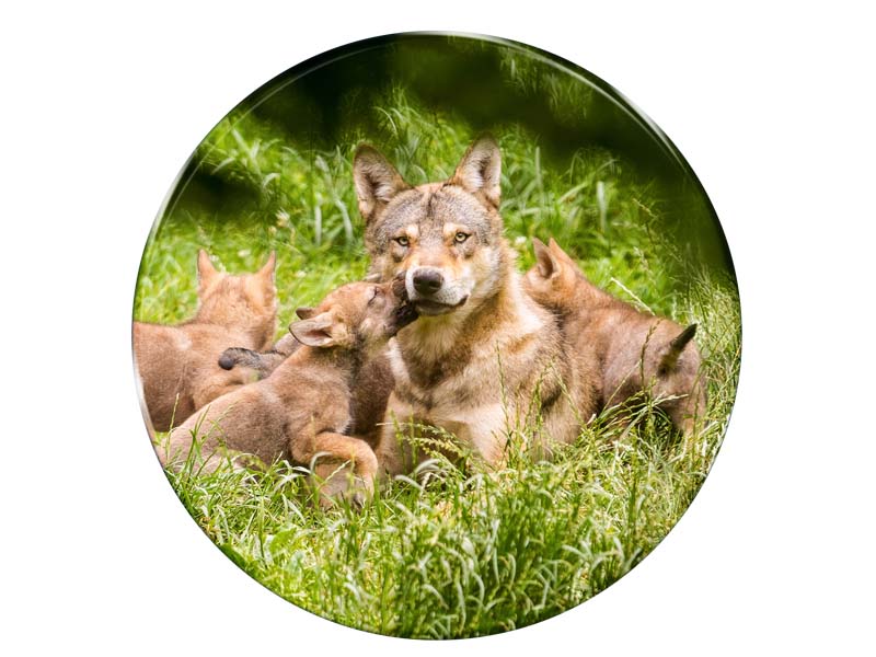 16675 Foto Magnet Wolfsrudel rund