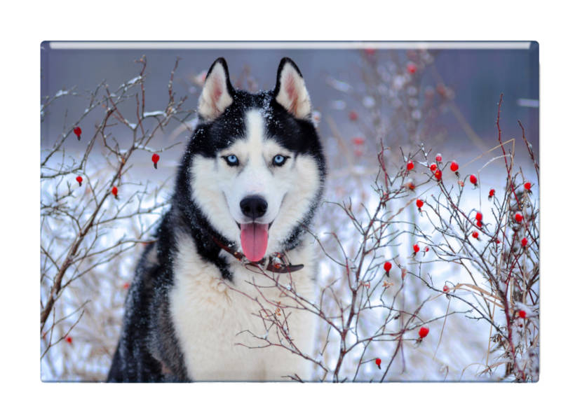 16656 Foto Magnet Husky