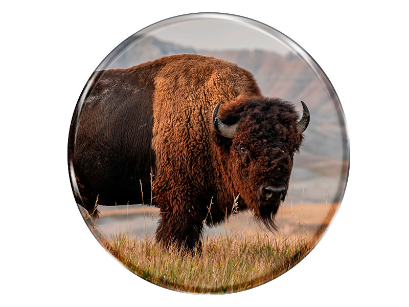 19051 Foto Magnet rund Bison