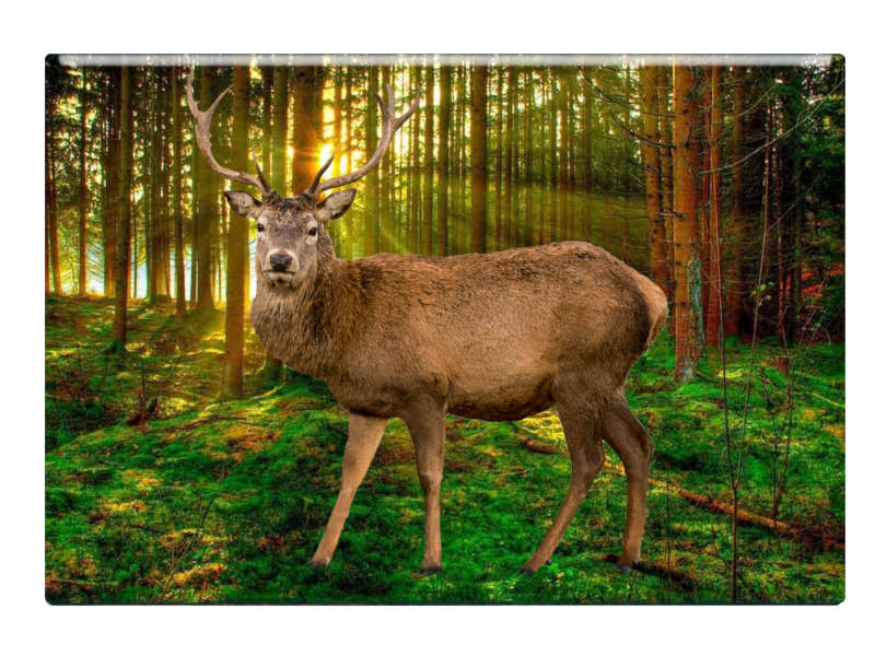 16661 Foto Magnet Hirsch