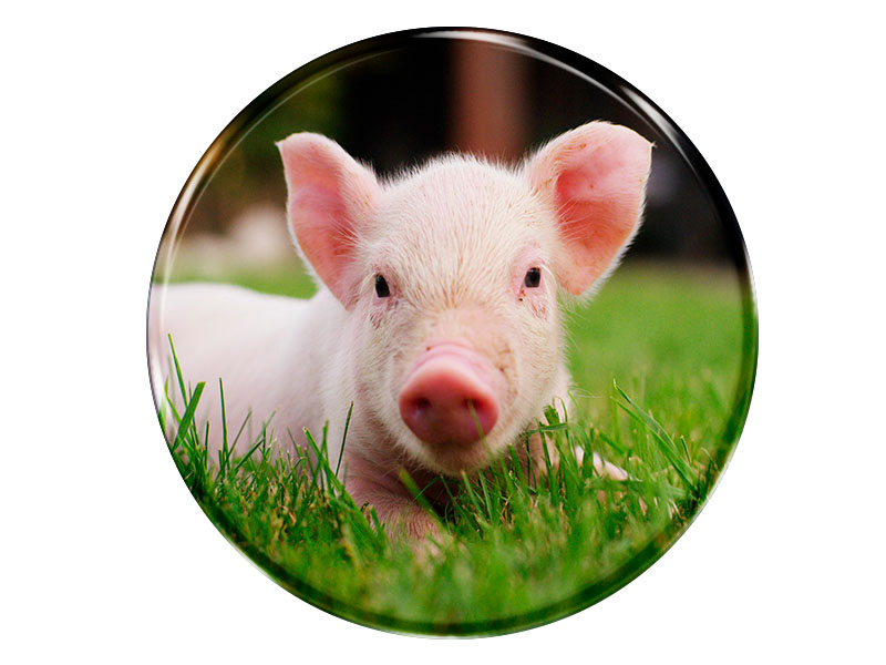 19031 Foto Magnet rund Ferkel