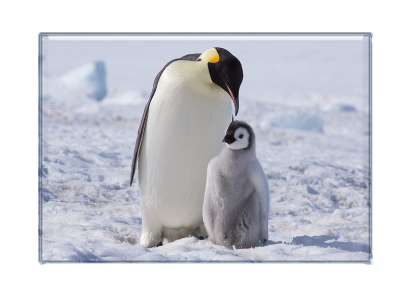 16968 Foto Magnet Pinguin