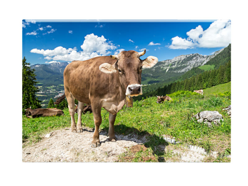 16650 Foto Magnet Kuh auf Alm