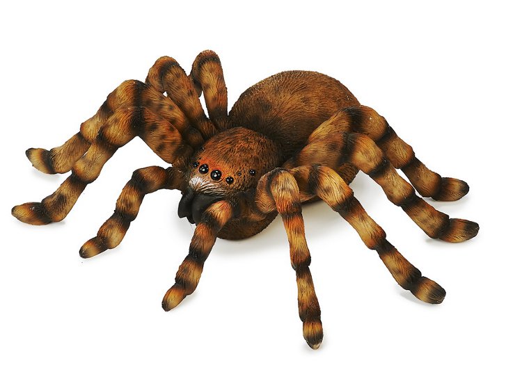 15572 Poly Vogelspinne