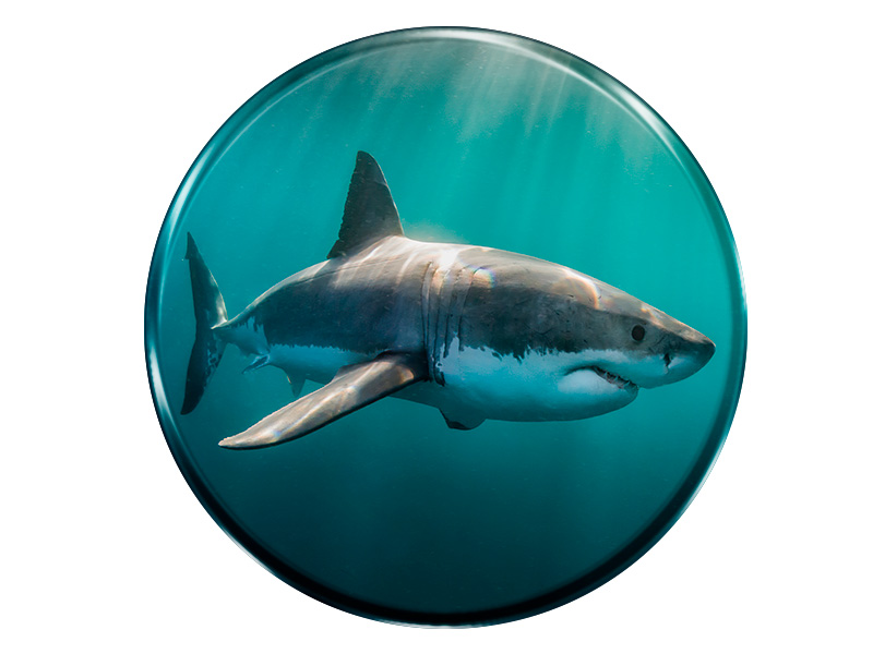19111 Foto Magnet rund Hai