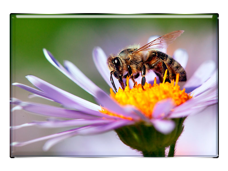19037 Foto Magnet rechteckig Biene