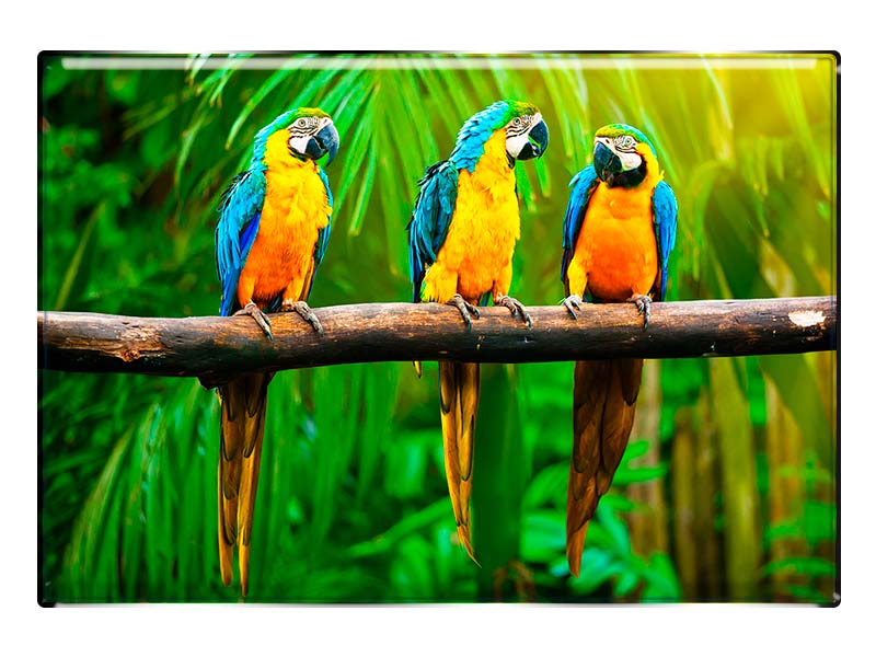 19087 Foto Magnet rechteckig Aras